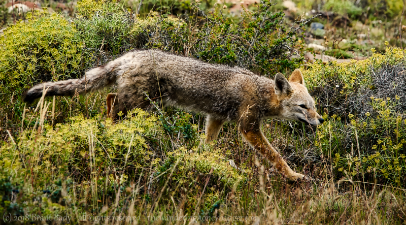 TorresDelPaine-Jan 16 2018-439