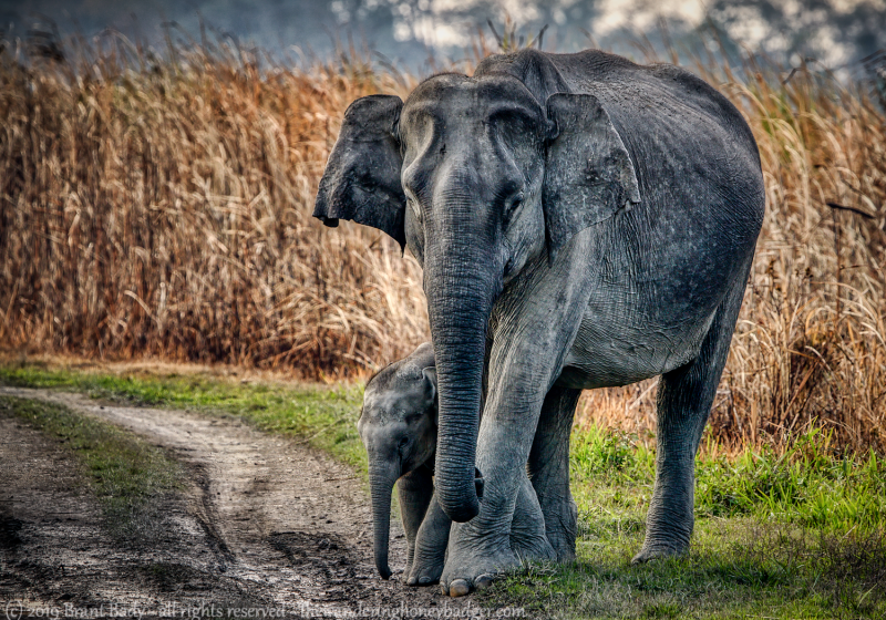 Kaziranga-Mar 17 2019-10074