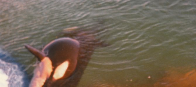How I Spent My Summer Vacation Vacuuming up Orca Poop, and a Murder Mystery How I Spent My Summer Vacation Vacuuming up Orca Poop, and a Murder Mystery