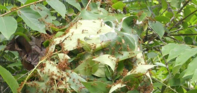 Red Ants as a Salad Garnish? Red Ants as a Salad Garnish?