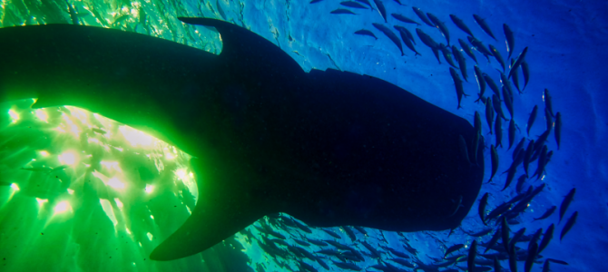 Up Close and Personal With Whale Sharks Up Close and Personal With Whale Sharks