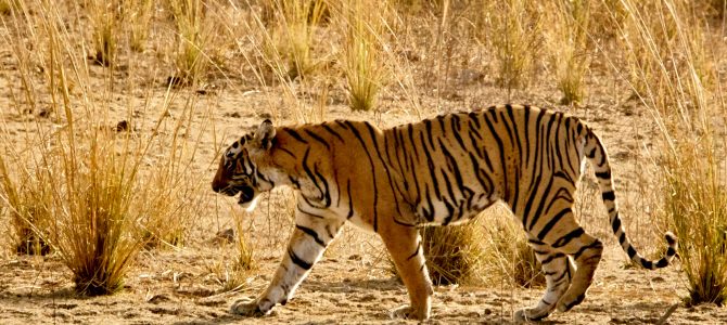 Into the Deep End of India – Part Ten, Tiger Safari at Ranthambore National Park Into the Deep End of India – Part Ten, Tiger Safari at Ranthambore National Park