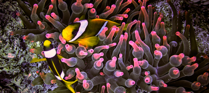 Red Sea Diving Tips – Don’t Feed the Toucan, Don’t Tickle the Morays, and Don’t Laugh at the Dolphins Red Sea Diving Tips – Don’t Feed the Toucan, Don’t Tickle the Morays, and Don’t Laugh at the Dolphins