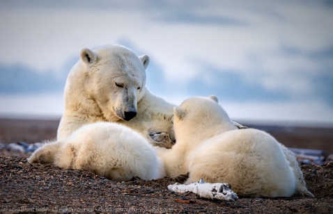 polar bear snacks