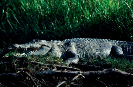 Kakadu_3620