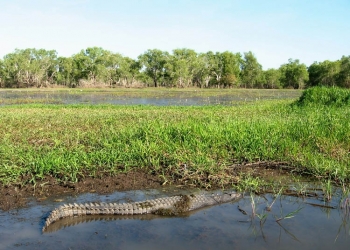 Kakadu_YellowWaters_Croc