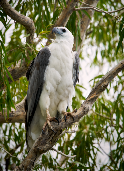 Kakadu-Jan 06 2017-3683 1