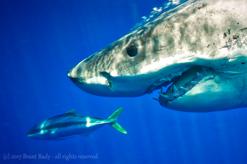 NeptuneRocks-Jan 15 2017-6890 1