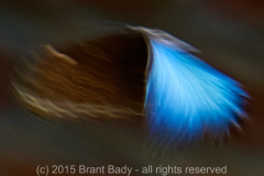 BlurredBlueMorphusOmetepe-Feb 21 2015-1555