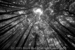 CloudForestCanopy-v3Monteverde-Feb 28 2015-2093
