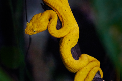 EyelashViperPuertoViejo-March6-2015-2837