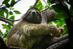 ThreeToedSlothBocasDelToro-March10-2015-3344