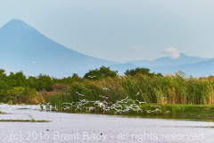Volcanoes, Grass, BirdsMonterrico-Jan 29 2015-2078