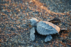baby sea turtle 1Monterrico-Jan 28 2015-1708