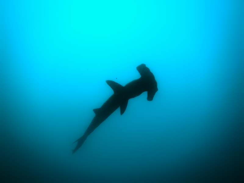 Galapagos-Jun 05 2016-511