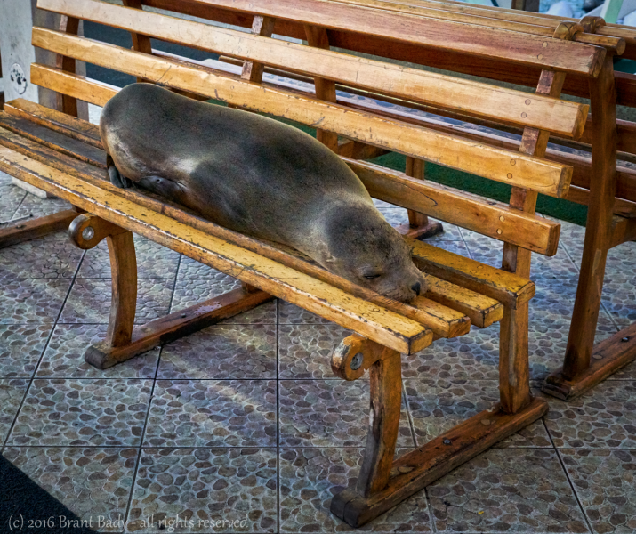 Galapagos-Jun 04 2016-313 1