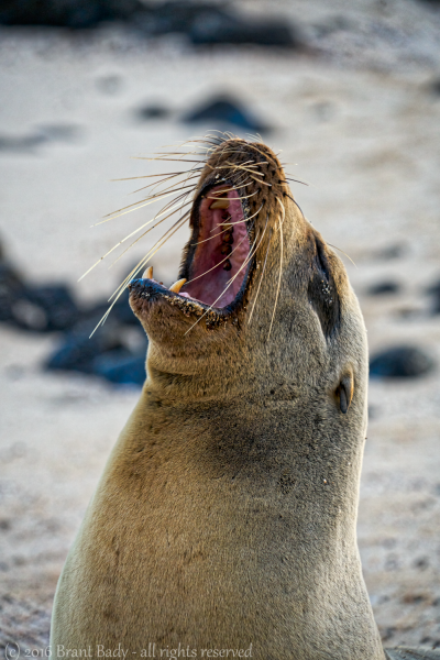 Galapagos-Jun 05 2016-3861