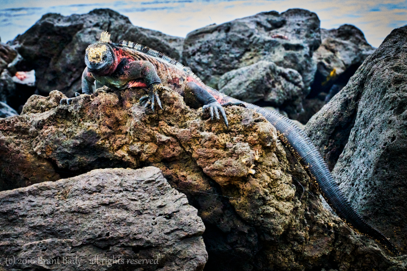 Galapagos-Jun 07 2016-3864