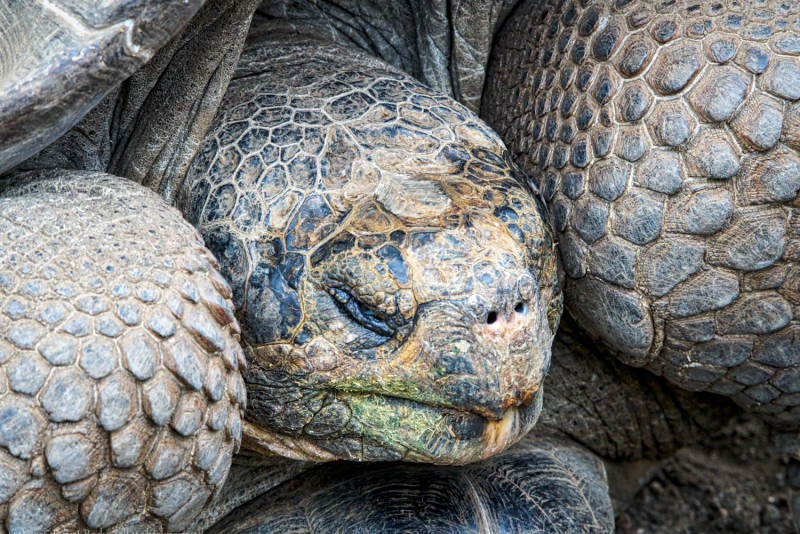 Galapagos-Jun 07 2016-3873