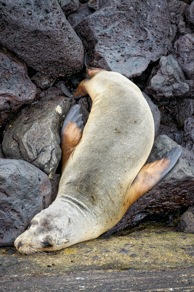 Galapagos-Jun 07 2016-3874