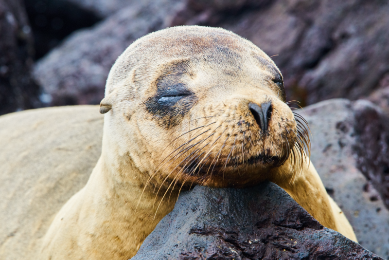 Galapagos-Jun 07 2016-949 1