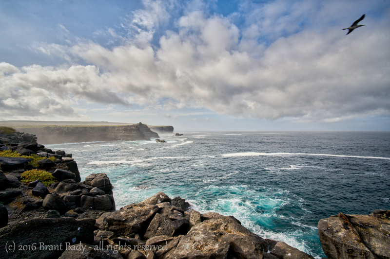 Galapagos-Jun 08 2016-3878