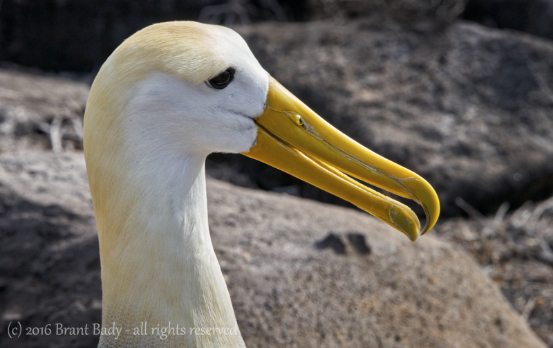 Galapagos-Jun 08 2016-3880