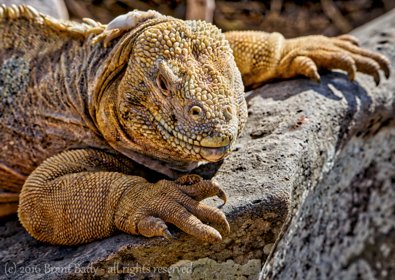 Galapagos-Jun 10 2016-3867 2