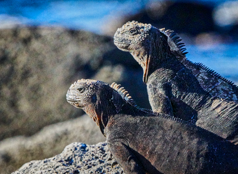 Galapagos-Jun 10 2016-3876