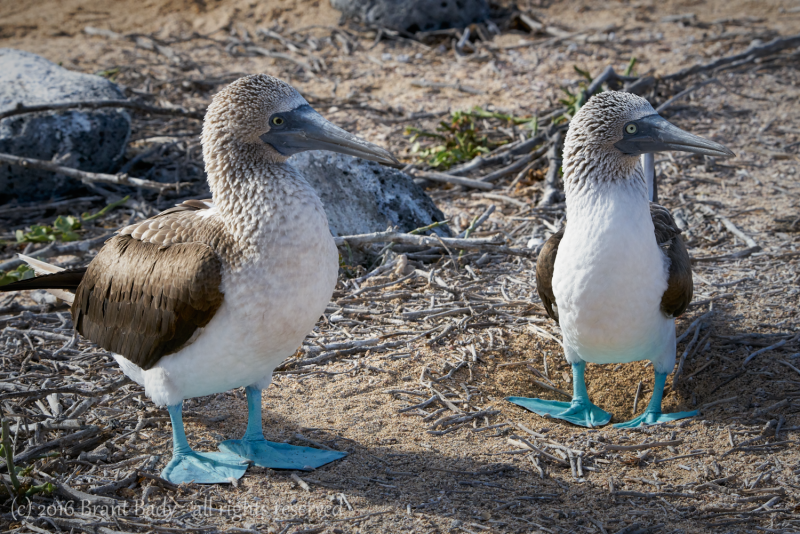 Galapagos-Jun 11 2016-3882 1
