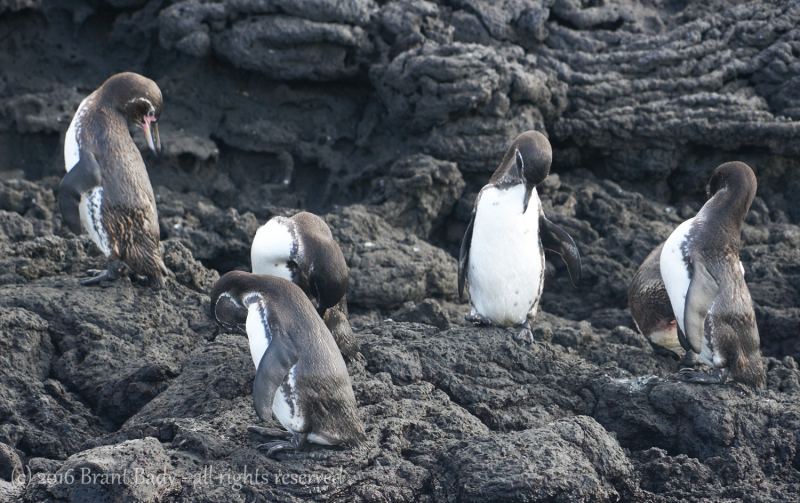 Galapagos-Jun 12 2016-3606 1