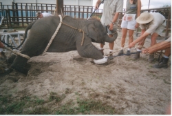 Circus_baby_elephant_training