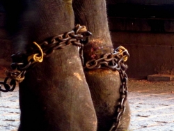 Elephant_mistreat_bincy
