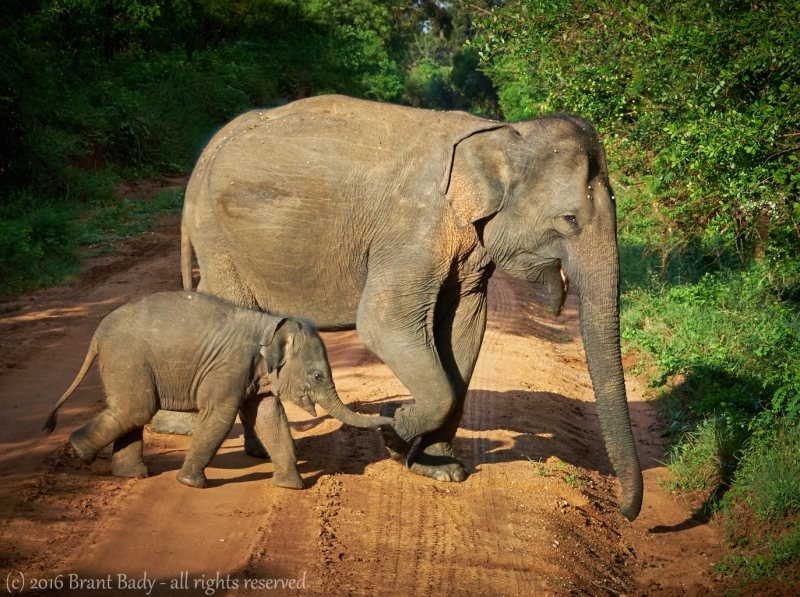 Yala-Nov 23 2015-1790