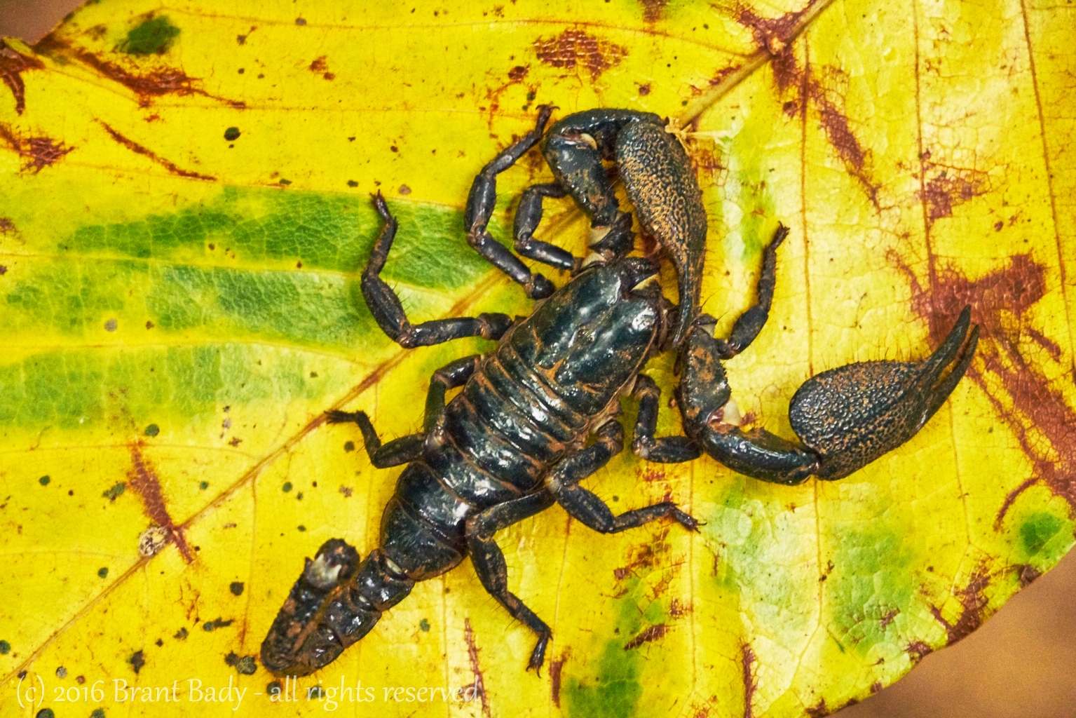 Kandy-Nov 21 2015-956