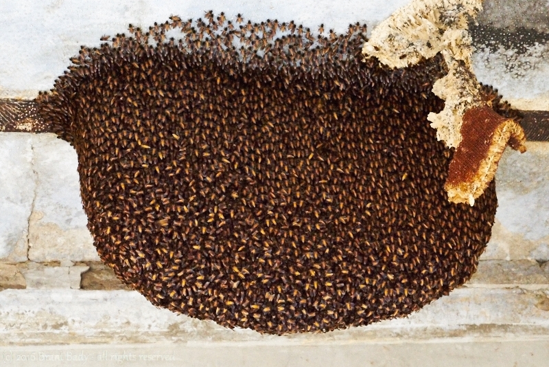 RannOfKutch-Jan 12 2016-5395