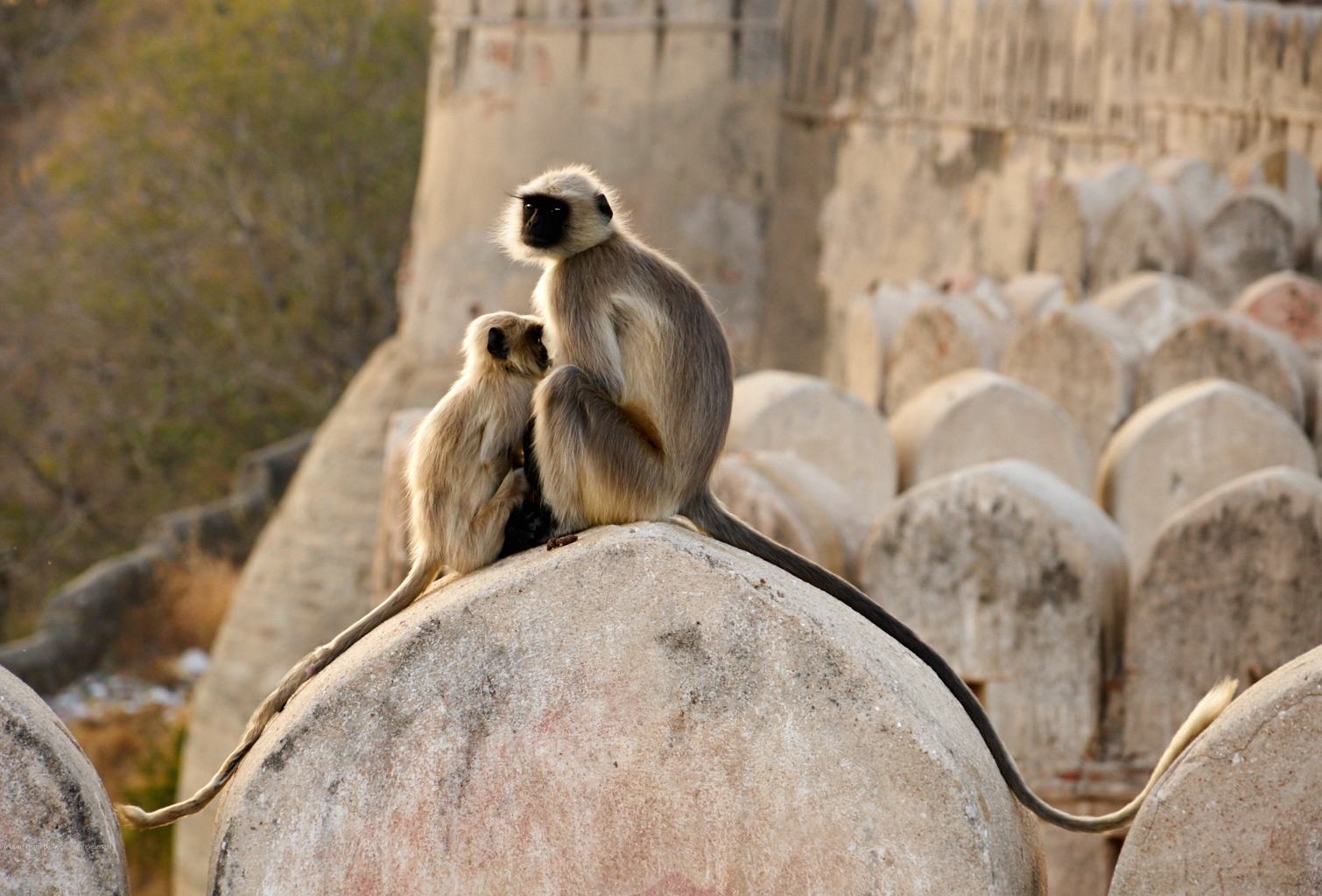 KumbhalgarhFort-Jan 16 2016-6066