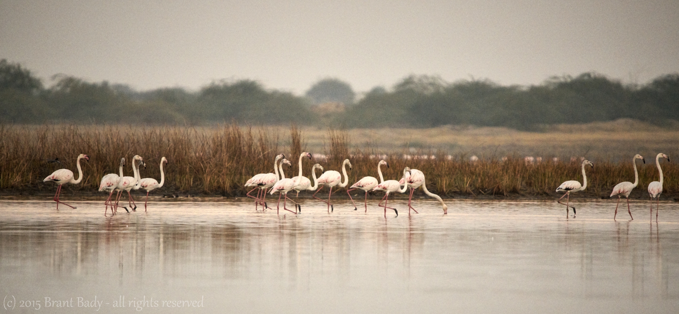 RannOfKutch-Jan 09 2016-5358 4