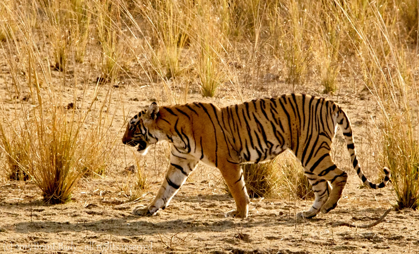 Ranthambore-2015-6055