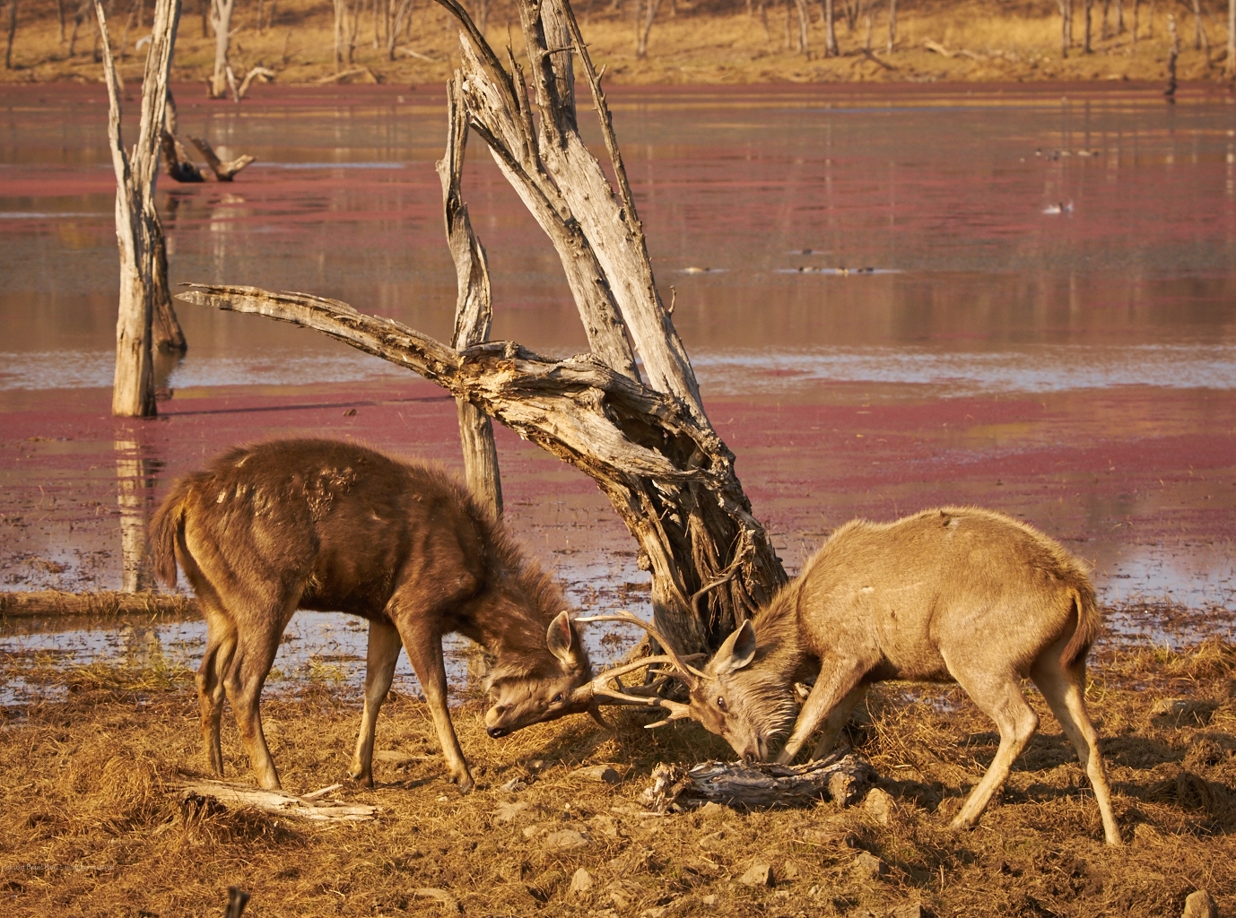 Ranthambore-Jan 20 2016-6674