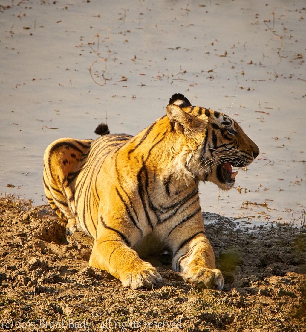 Ranthambore-Jan 23 2016-7418