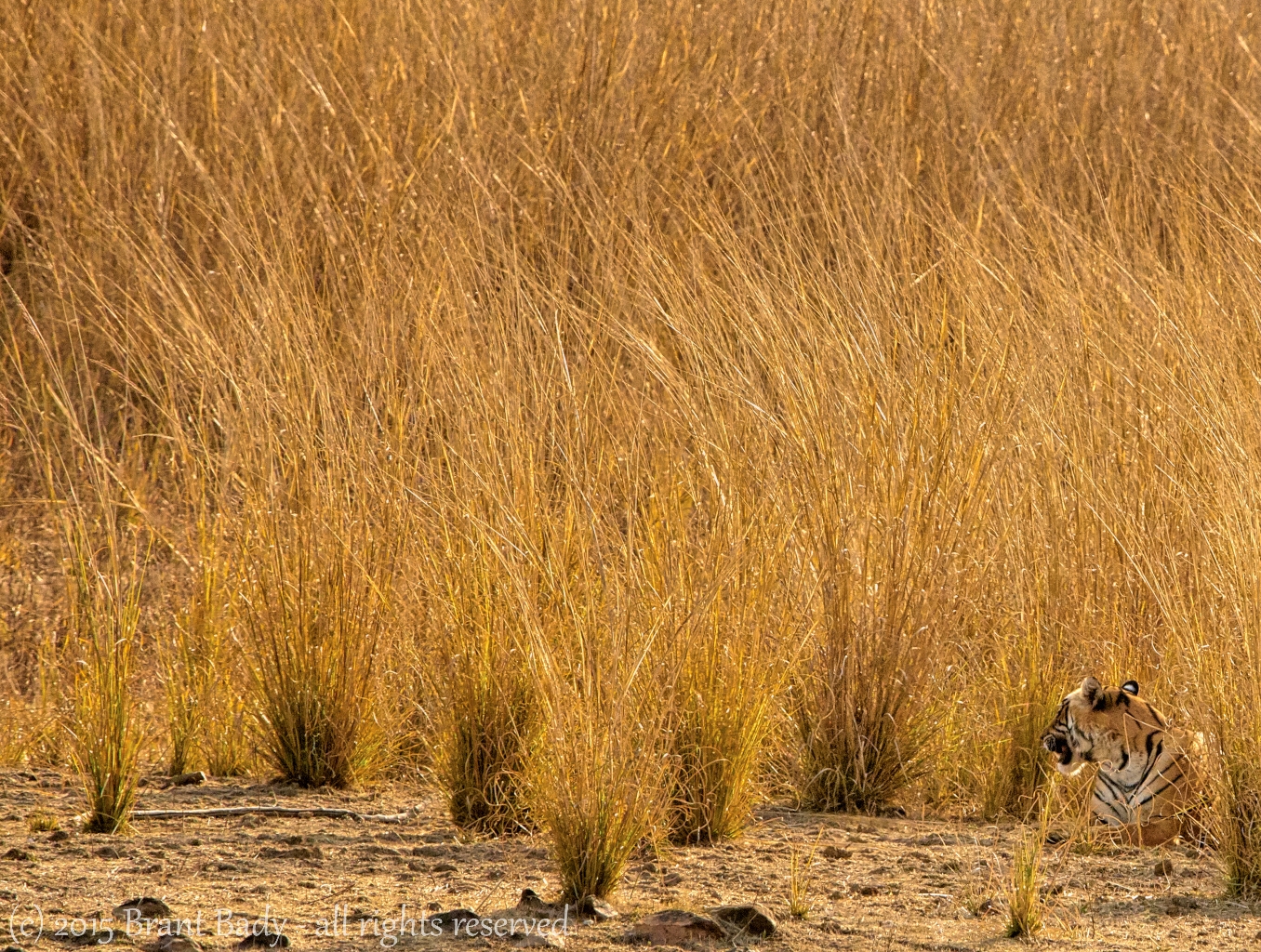 Ranthambore-Jan 23 2016-7677