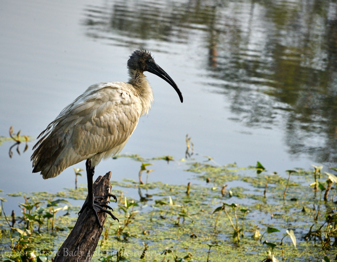keoladeoNationalPark-Dec 12 2015-2286