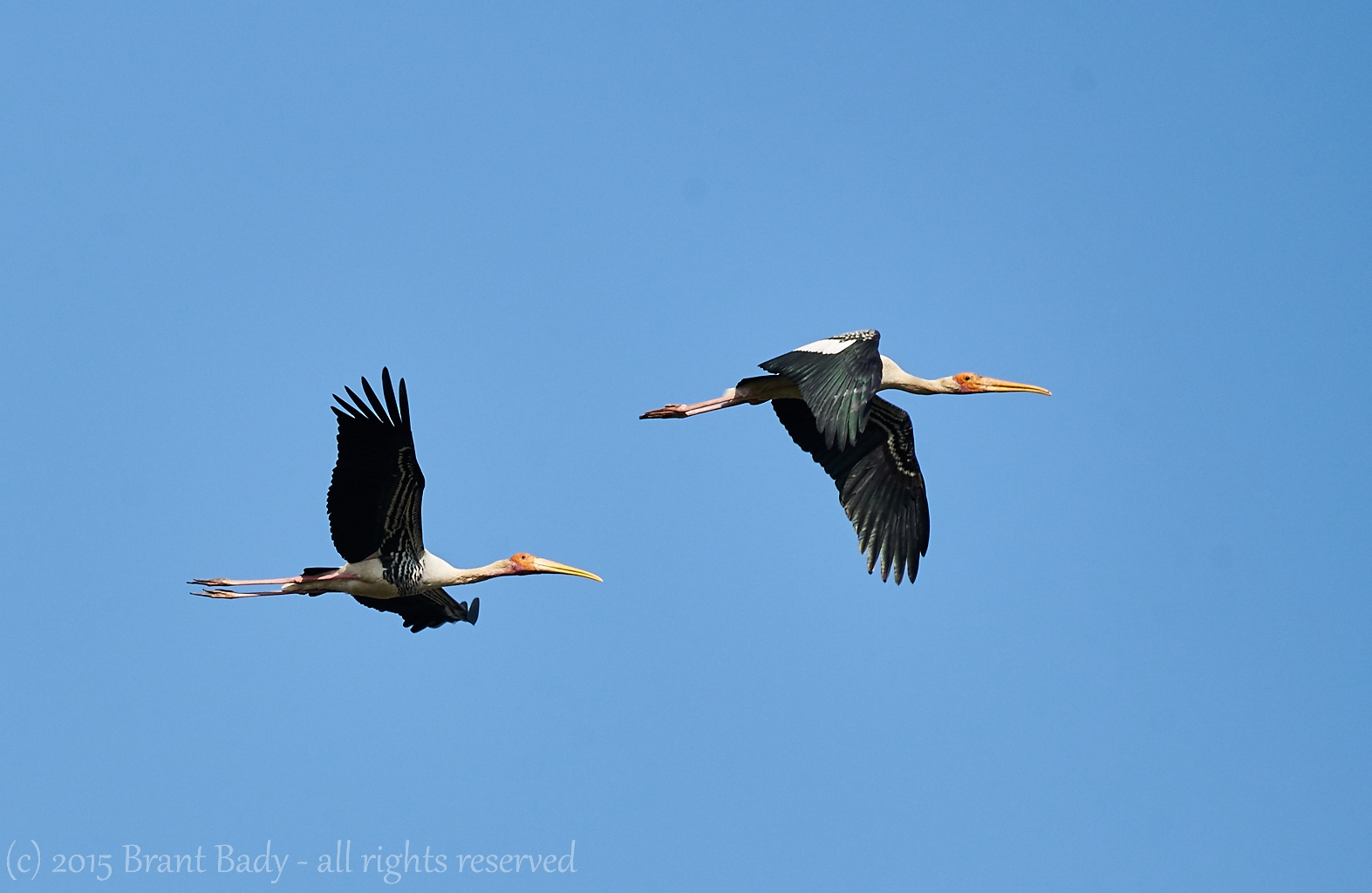 keoladeoNationalPark-Dec 13 2015-2393