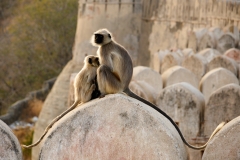 KumbhalgarhFort-Jan 16 2016-6066
