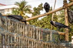 Mumbai-Mar 01 2016-10883