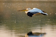 RannOfKutch-Jan 09 2016-4988 1