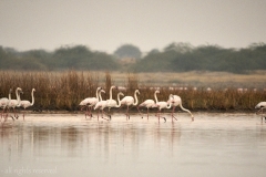 RannOfKutch-Jan 09 2016-5358 4