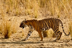 Ranthambore-2015-6055