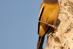 Ranthambore-Jan 20 2016-6596 1